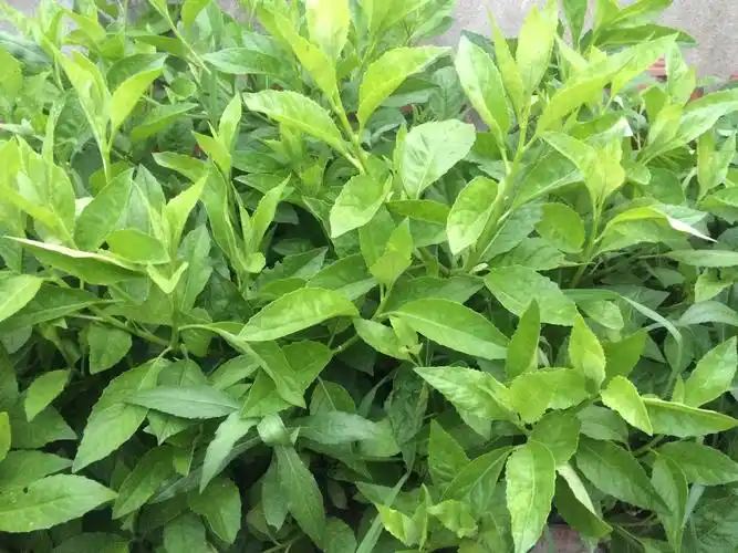 民间号称救命草,不知道具体是什么植物?有什么功效?