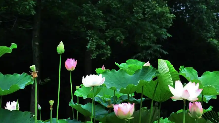 荷红莲碧——2012杭州西湖荷花展回顾