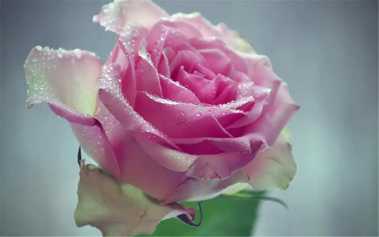 小清新简约花卉好看电脑锁屏背景壁纸