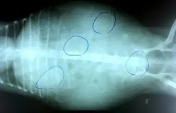 怀孕狗狗肚子大到快爆了,感觉要生15条小狗!