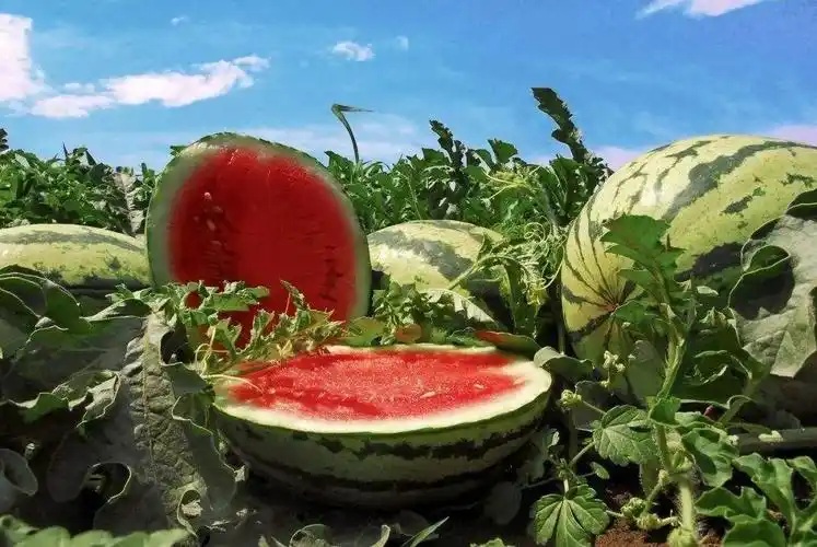 希望这个夏天西瓜甜一点爱我多一点