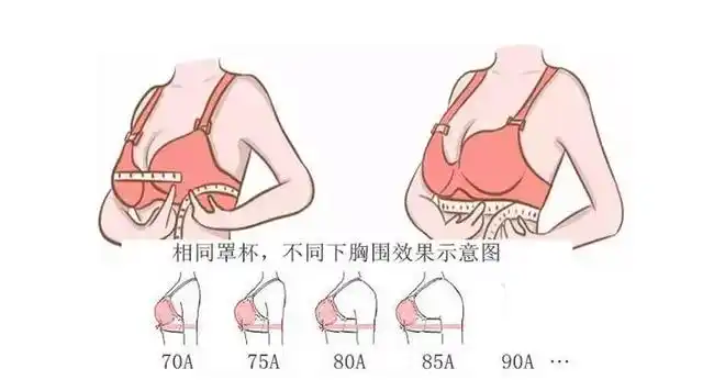 36的内衣尺码是多少罩杯