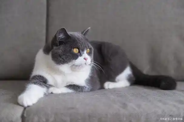美短蓝白猫的饲养方式