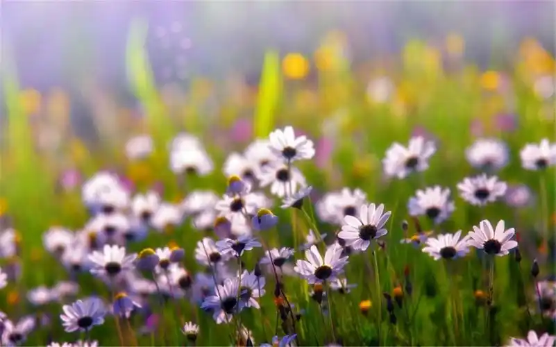 小清新植物唯美意境高清桌面壁纸