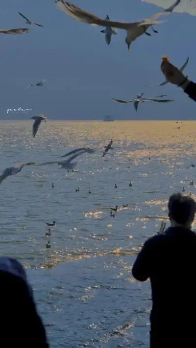 海 海鸥 蓝色系壁纸 手机壁纸 ins