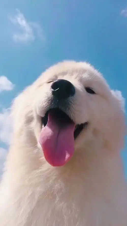 微笑天使动态壁纸_高清竖屏视频下载-火萤壁纸