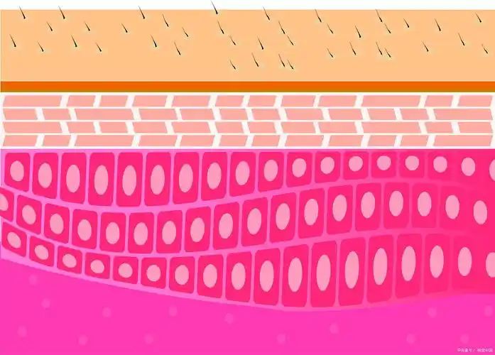 皮肤屏障是皮肤表面的天然保护层,它由角质层和皮脂层组成.