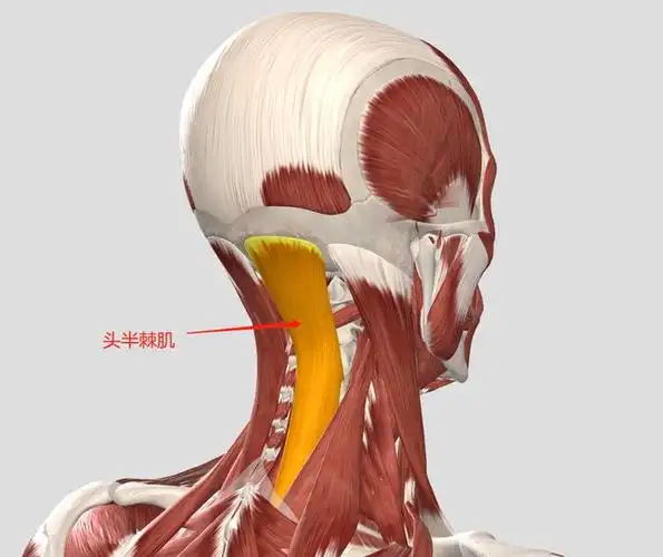 颈肩腰背旧疾复发如何科学诊断物理治疗师带你全面分析