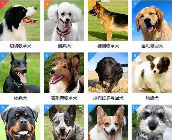 名犬狗狗排名榜,最小的护卫犬是什么狗