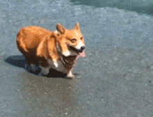 柯基微胖起来也是蛮可爱的.-搜狐