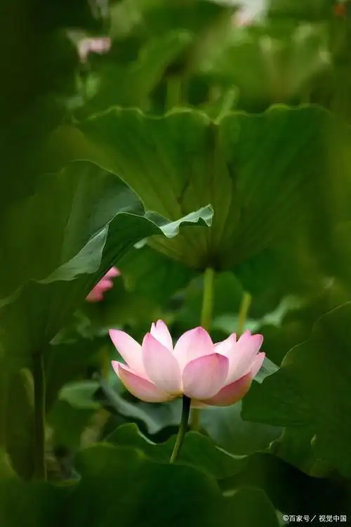 荷花——纯洁高雅,一种超凡脱俗的美