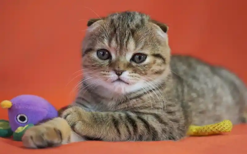 苏格兰折耳猫可爱卖萌猫电脑桌面壁纸