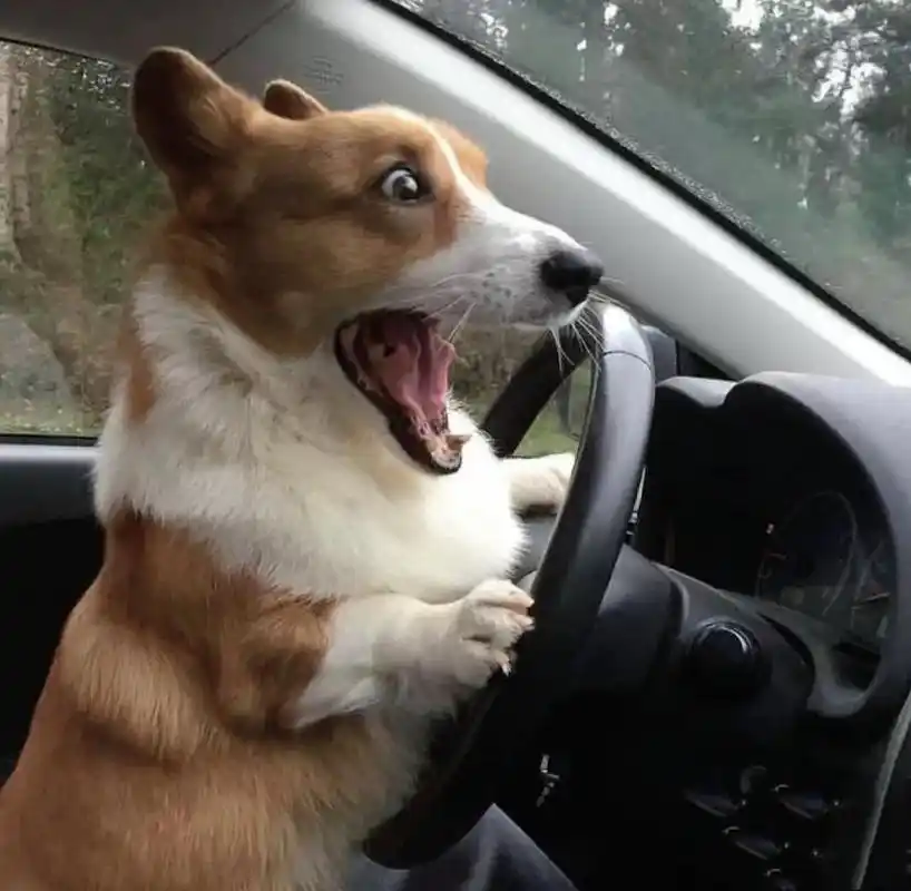 狗狗的小表情,哎呀可爱死了呢#搞笑图片# #可爱