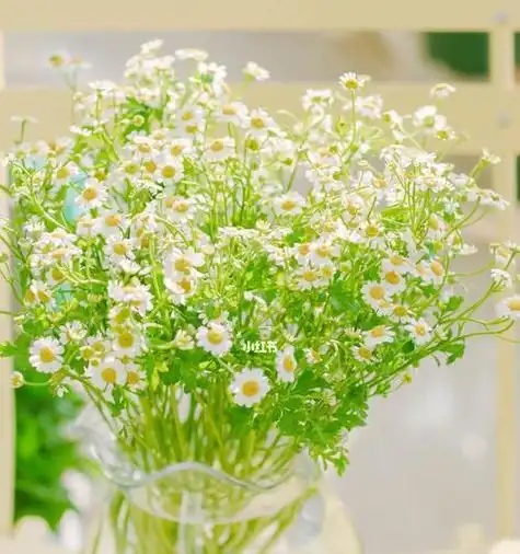 小雏菊图片及花语大全(探寻小雏菊的美丽与意义)第2张