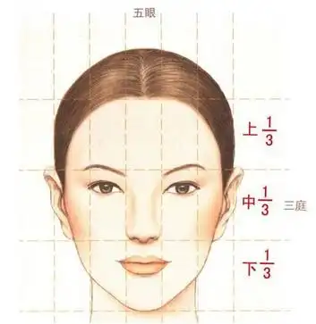 三庭五眼示意图