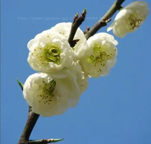 绿萼 植物园赏梅