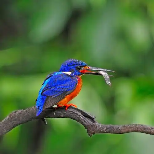 雄性蓝耳翠鸟,以小鱼, 男性发蓝耳翠鸟 (alcedo meninting) 坐在树枝