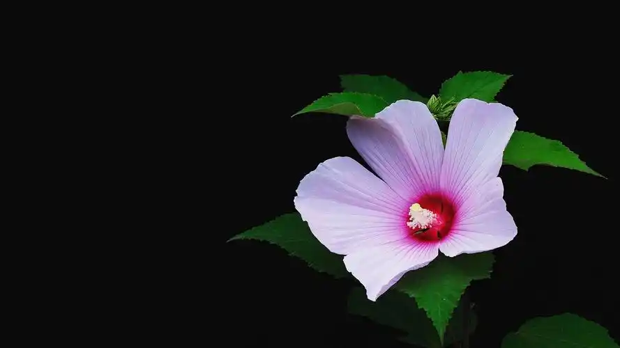 1920x1080分辨率高清护眼壁纸:那些花儿(6张)