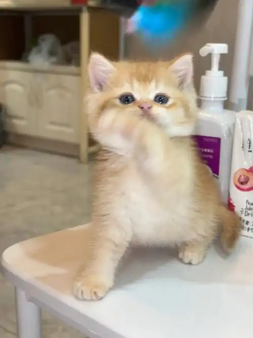 杭州金渐层小偿找家长啦需要的来