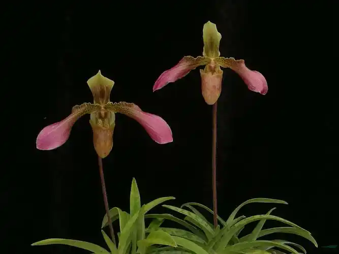 昆明植物所又添兜兰新品种