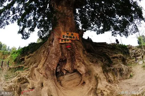 吸引湖南,湖北,贵州等九省游客带着家人扶老携幼,在千年金丝楠木前