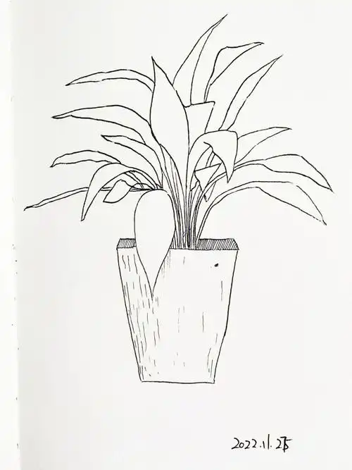 每日一画day1线条练习植物