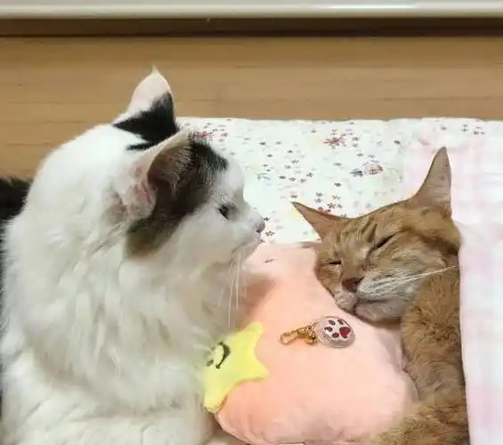 日本网友晒自己家的猫咪合照,因为画风太可爱,走红了朋友圈_场景_时候