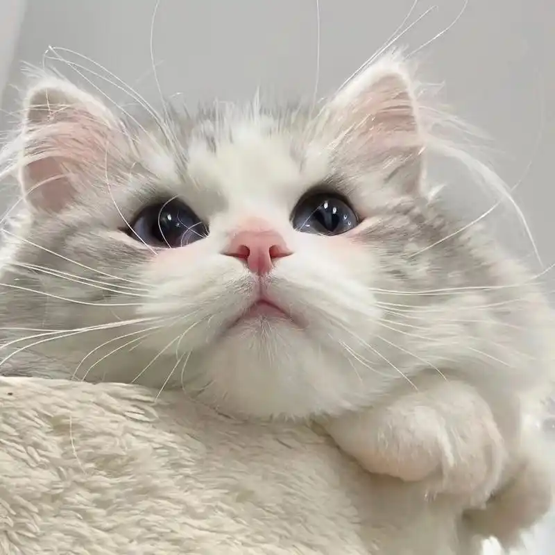 头像|超级可爱的情侣猫猫头像 喵