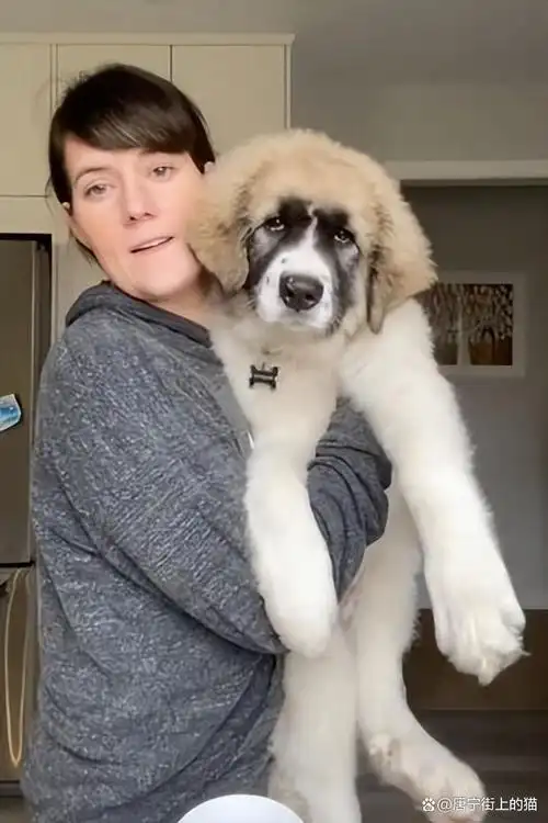 11个月长到80斤,这只狗子巨大外表下,有一颗温柔的心