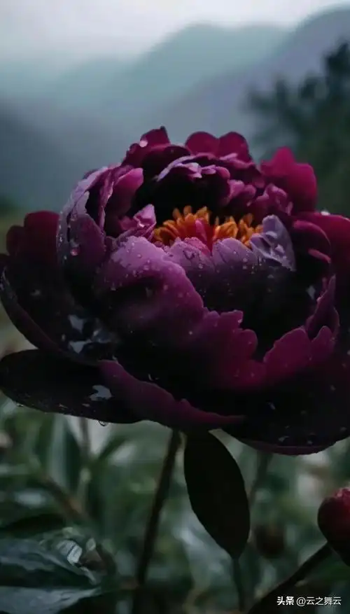 黑牡丹看牡丹盛放才知国色天香