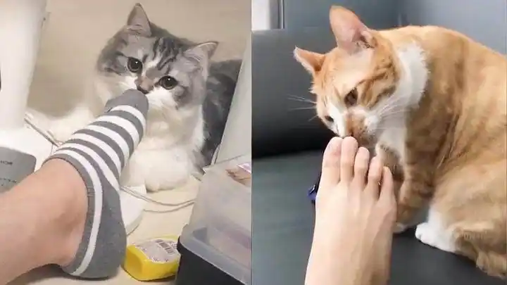 猫咪闻你的臭脚为什么会嘴巴张开原来这叫做裂唇嗅