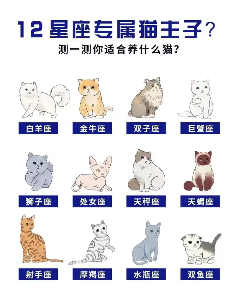 十二星座适合养什么猫咪?原来ta才是你的天选之猫#猫 #宠物 - 抖音