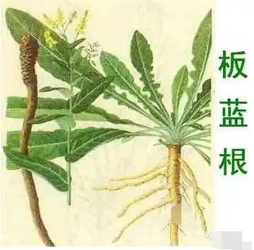 板蓝根图片板蓝根的作用与功效