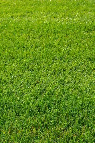 草地草坪背景高清图片