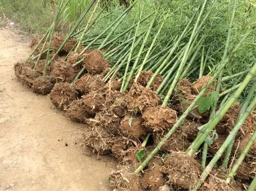 雷竹种植