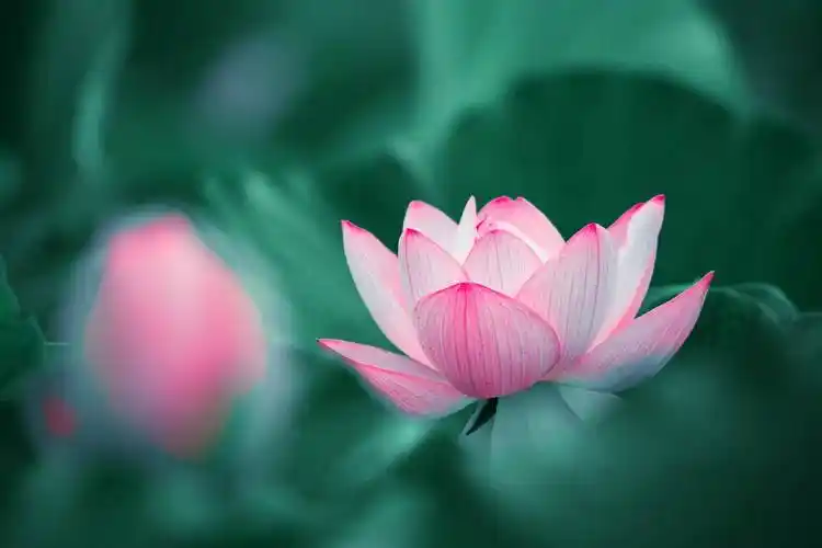 一步一莲花空灵淡如镜莲花宁静唯美让人很难不沉醉其中