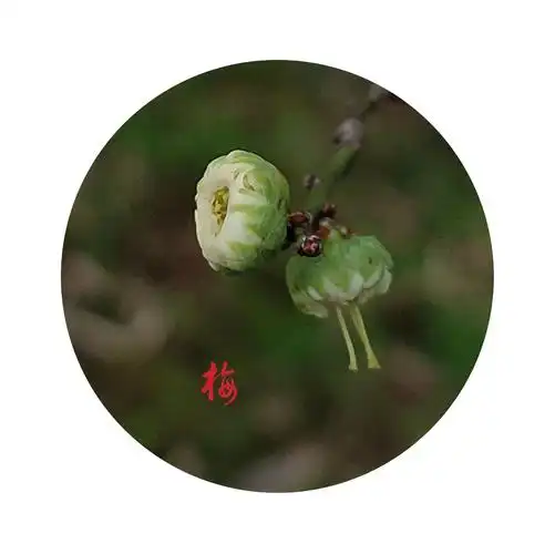 首发含苞待放绿萼梅