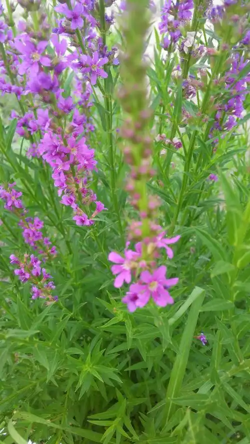 请问这种药草叫什么名字?煎水洗伤口,伤口恢复特效