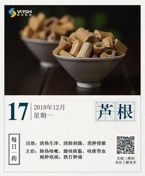 每日一药芦根1217