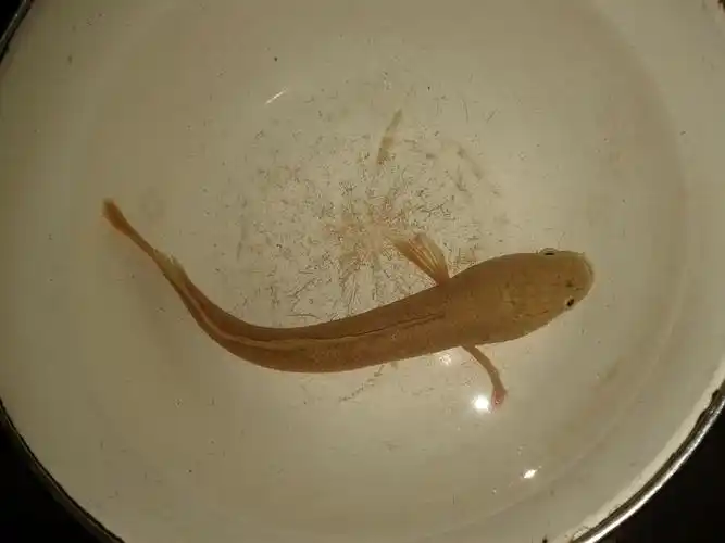 一个月前,我姑妈在菜市场买鱼,顺带捎回来的一条小鱼.