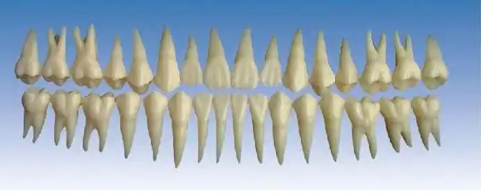 成人牙模型总汇32颗