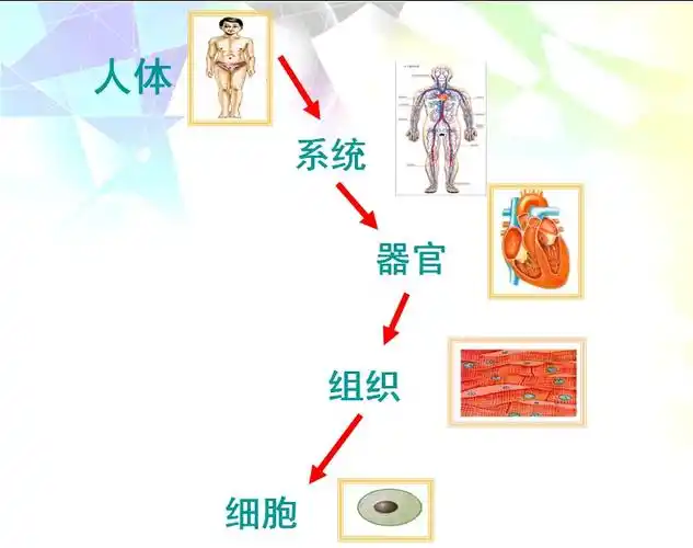 六年级科学下 人体的组成