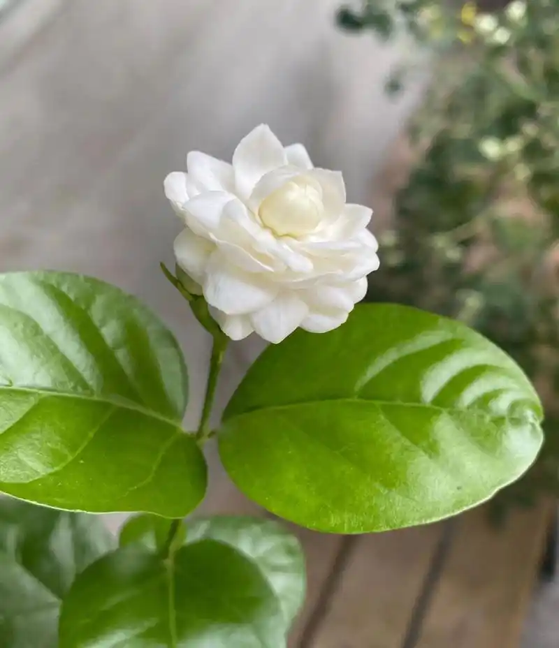 清新脱俗的宝珠茉莉 喜欢茉莉花盛开时的清香 调落时的静美.