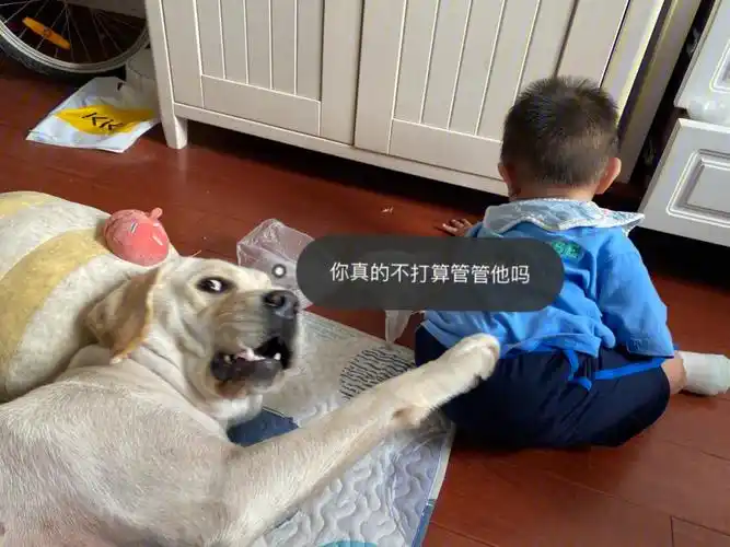 带孩子的狗狗多多少少心里有点无奈