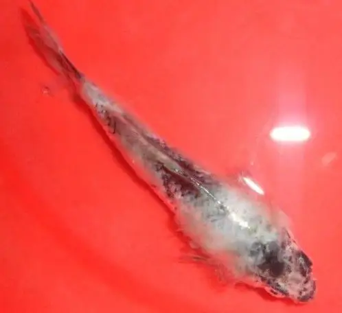 什么药治热带鱼白毛病最有效?