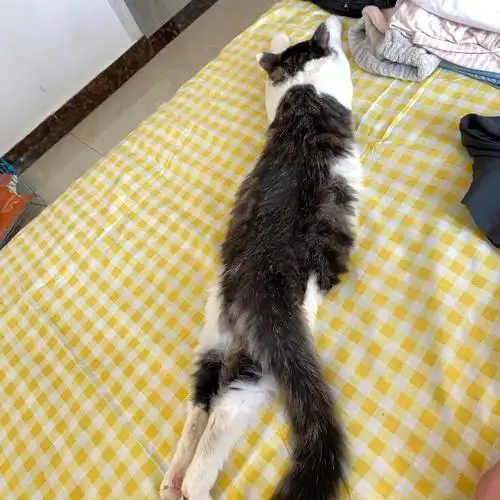 猫咪都喜欢这样子吗