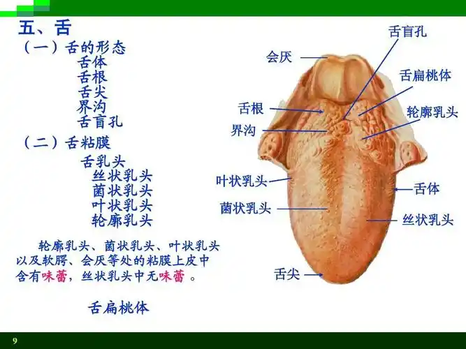 学第8版课件 消化系统ppt 系解第8版 五,舌 (一)舌的形态 舌体 舌根