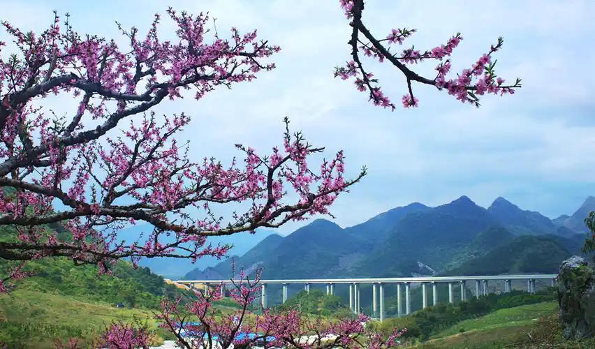 在那桃花盛开的地方