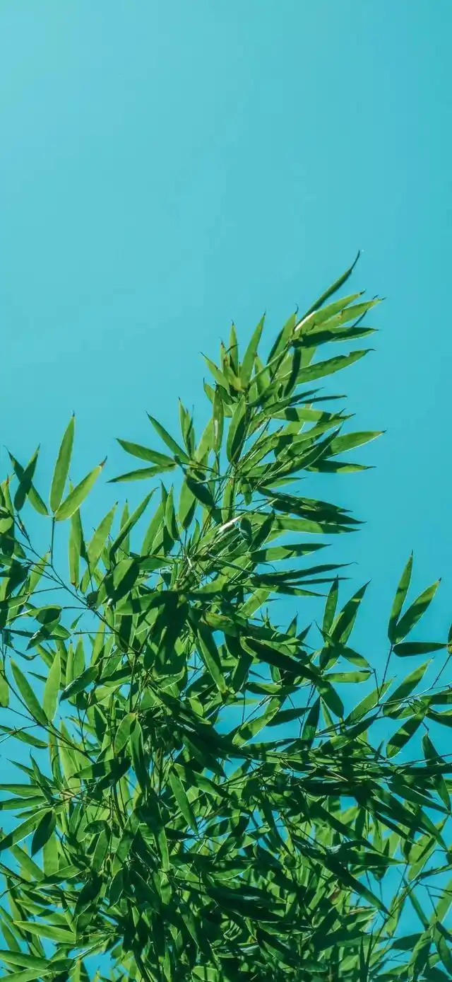 竹林壁纸:深山竹林,自然景色