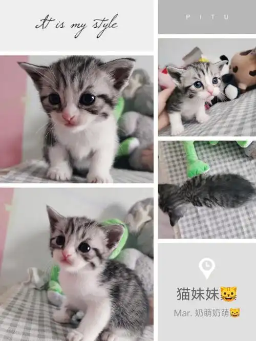 美短猫猫崽崽找领养